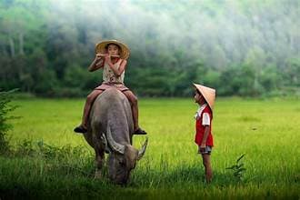LÀNG VIỆT VÀ CON TRÂU CÂY LÚA